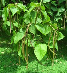 Catalpa speciosa