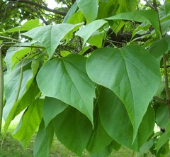 Catalpa speciosa