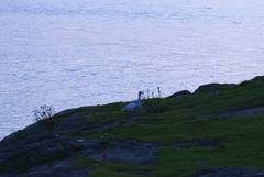 Anser caerulescens caerulescens