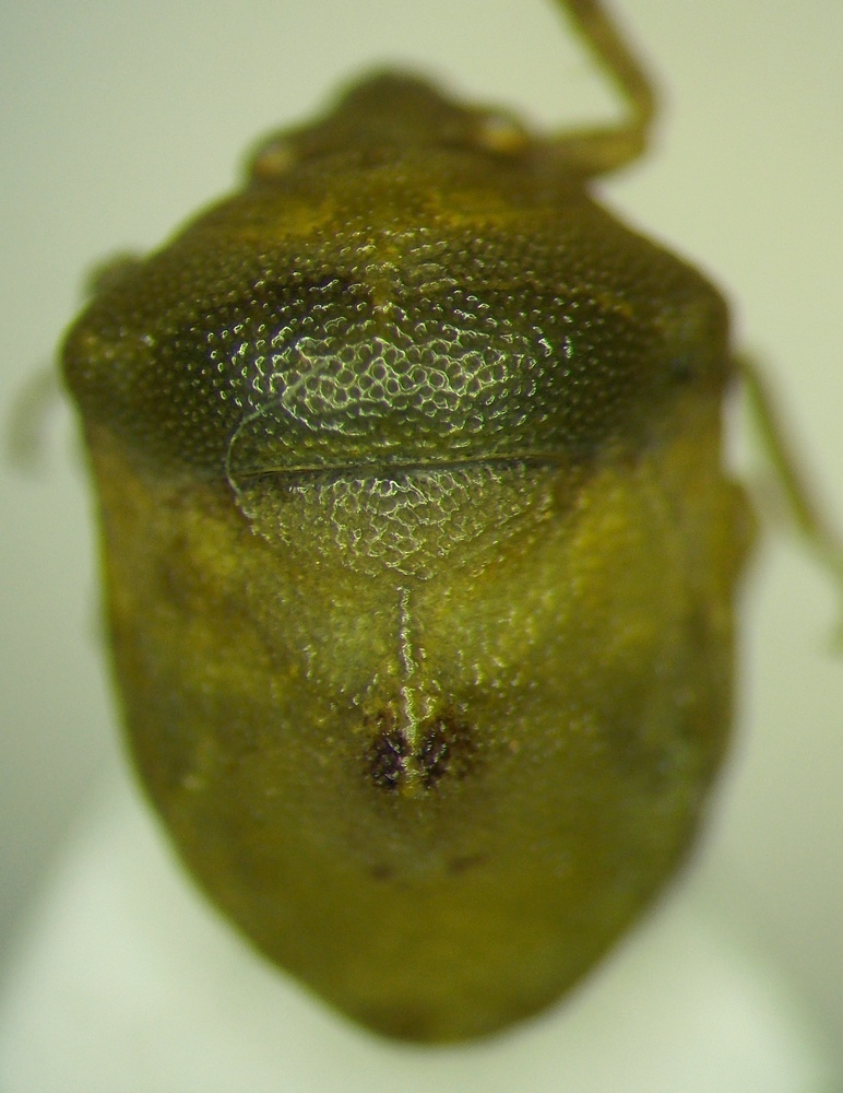 Tarisa subspinosa