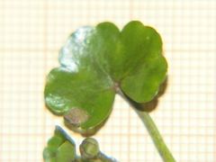 Ranunculus omiophyllus