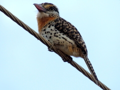 Nystalus maculatus