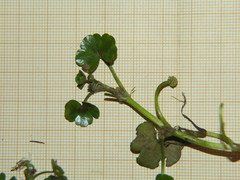 Ranunculus omiophyllus