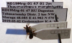 Thaumastopus marginicollis