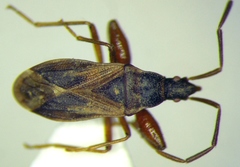 Thaumastopus marginicollis