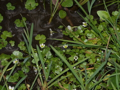 Ranunculus omiophyllus