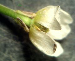Ranunculus omiophyllus