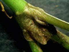 Ranunculus omiophyllus