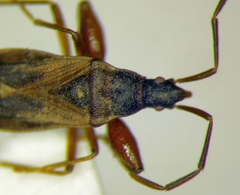 Thaumastopus marginicollis
