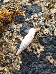 Papillifera papillaris