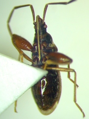 Thaumastopus marginicollis