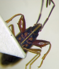 Thaumastopus marginicollis