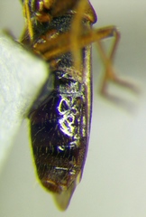 Thaumastopus marginicollis