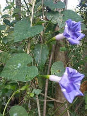 Ipomoea clavata