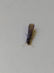 Termitoidae