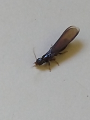 Termitoidae