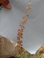 Salvia podadena