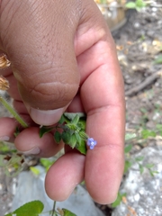 Salvia podadena