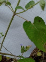 Salvia podadena