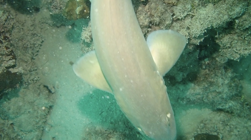 Arabian Carpetshark (Chiloscyllium arabicum)