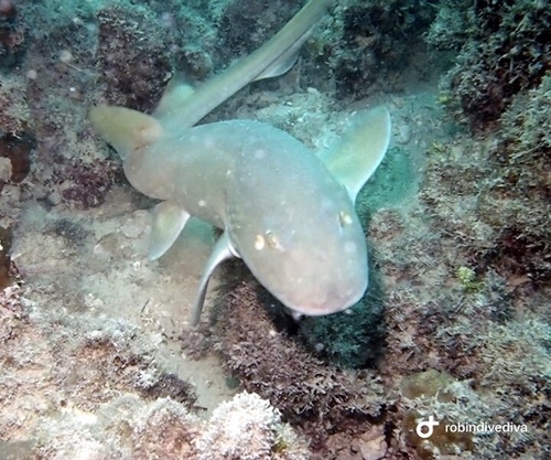Arabian carpetshark (Chiloscyllium arabicum) — Hemiscylliidae — 3