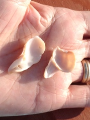 Cancellaria cooperii