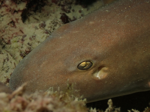 Arabian carpetshark (Chiloscyllium arabicum) — Hemiscylliidae — 4