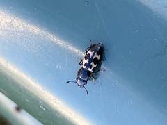 Glischrochilus confluentus