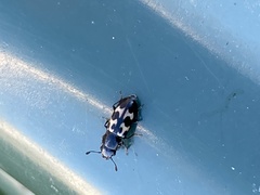 Glischrochilus confluentus