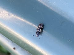 Glischrochilus confluentus