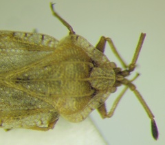 Tingis auriculata