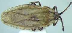 Tingis auriculata