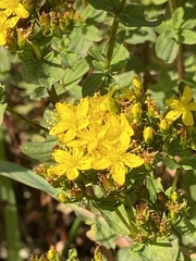 Hypericum tetrapterum