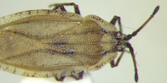 Tingis auriculata