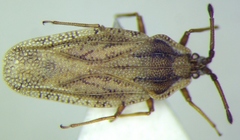 Tingis auriculata