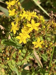 Hypericum tetrapterum