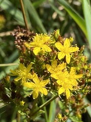 Hypericum tetrapterum