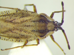 Tingis auriculata