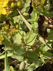 Hypericum tetrapterum