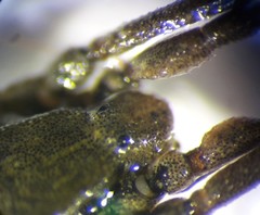 Trogulus closanicus