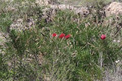 Melaleuca linearis linearis