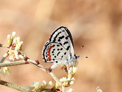 Euphilotes pallescens elvirae
