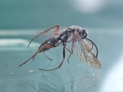 Agenioideus apicalis