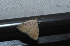 Zanclognatha protumnusalis