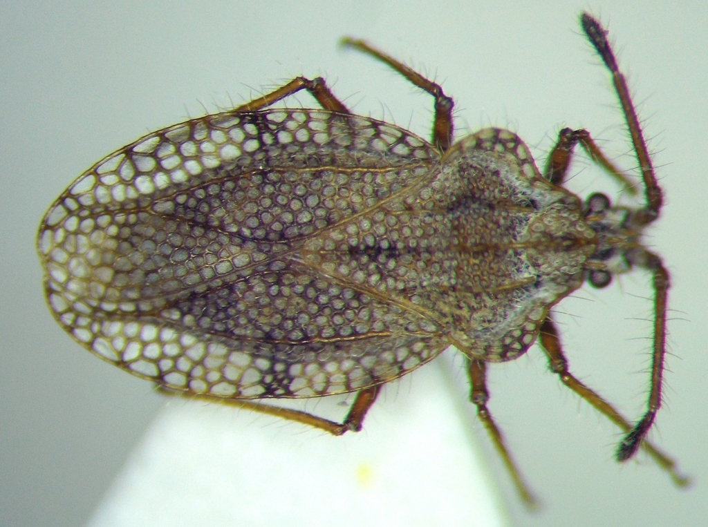 Tingis ciliaris