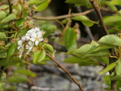 Pyrus cordata