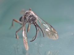 Agenioideus apicalis