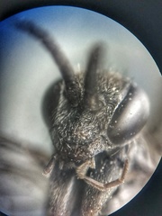 Agenioideus apicalis