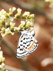 Euphilotes pallescens elvirae