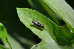 Diedrocephala variegata